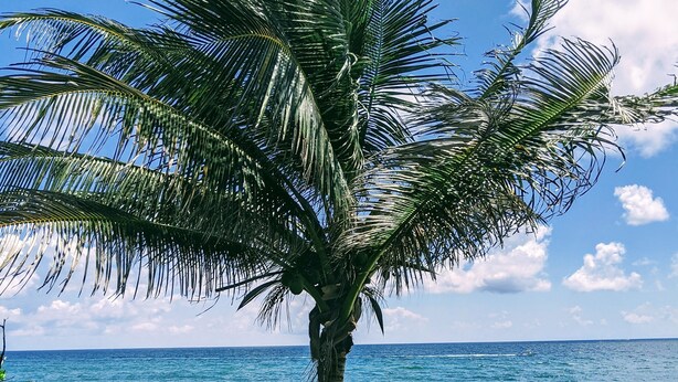 A beach with palm trees, ocean waves, and beachgoers. - Boca Raton Home with private heated pool, close to FAU, Beach & Mizner! (Boca Raton)