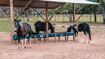 Horse riding