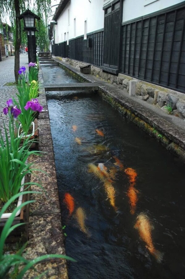 Un étroit canal où nagent des carpes koï, bordé de pierres et de plantes, et un bâtiment traditionnel avec une clôture noire en arrière-plan.
