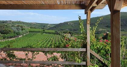 House in the vineyard with sea view (2)