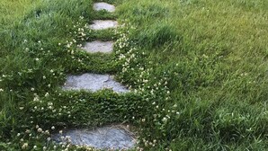 En stenlagd gång genom ett grönområde med små vita blommor.