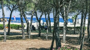 Zona de playa con árboles, algunas personas y una vista despejada del mar.