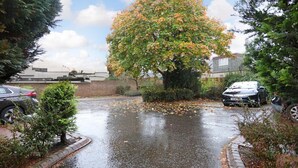 A parking lot with a large tree in the center, surrounded by parked cars and a brick wall in the background.
