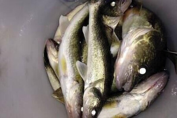 A group of fish in a container.