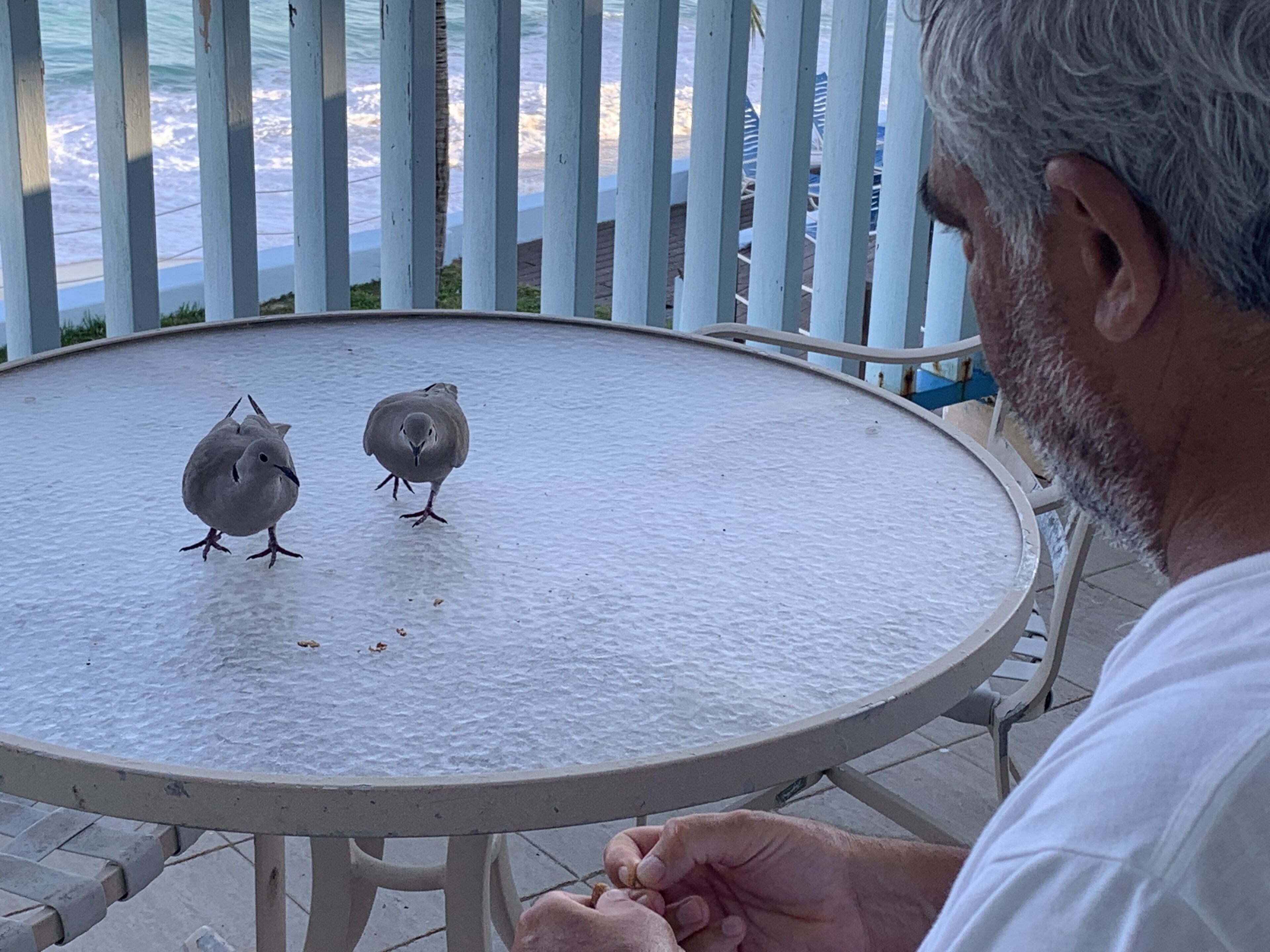 A round table with two pigeons on it, a person holding a coin, and a view of the beach through a white fence.