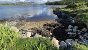 Una costa rocciosa con acque cristalline, circondata da erba e vegetazione.