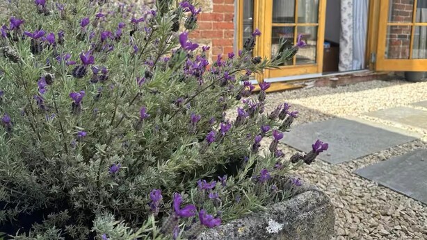Cottage | Exterior detail - Charming Atmospheric Cotswold Cottage (Swindon)