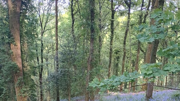 A forest with a ground cover of blue flowers and green foliage.
