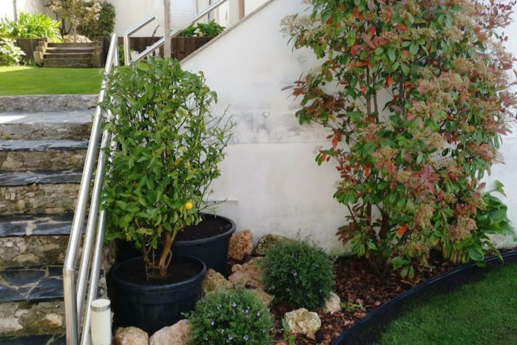 Un jardín con plantas en macetas y una escalera de piedra.