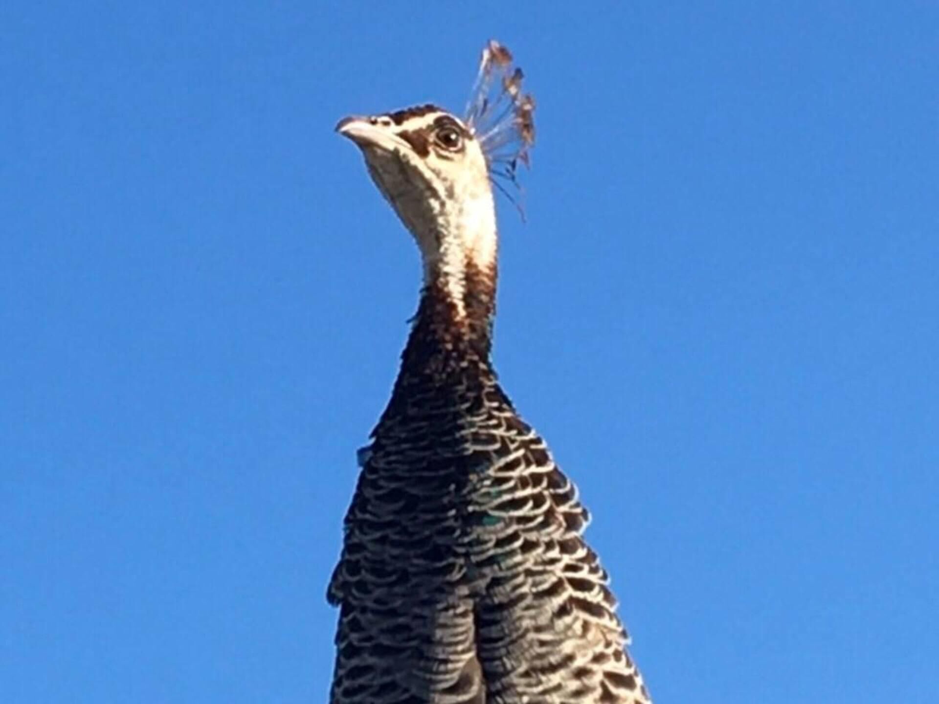 A bird with a distinctive crest and patterned feathers.