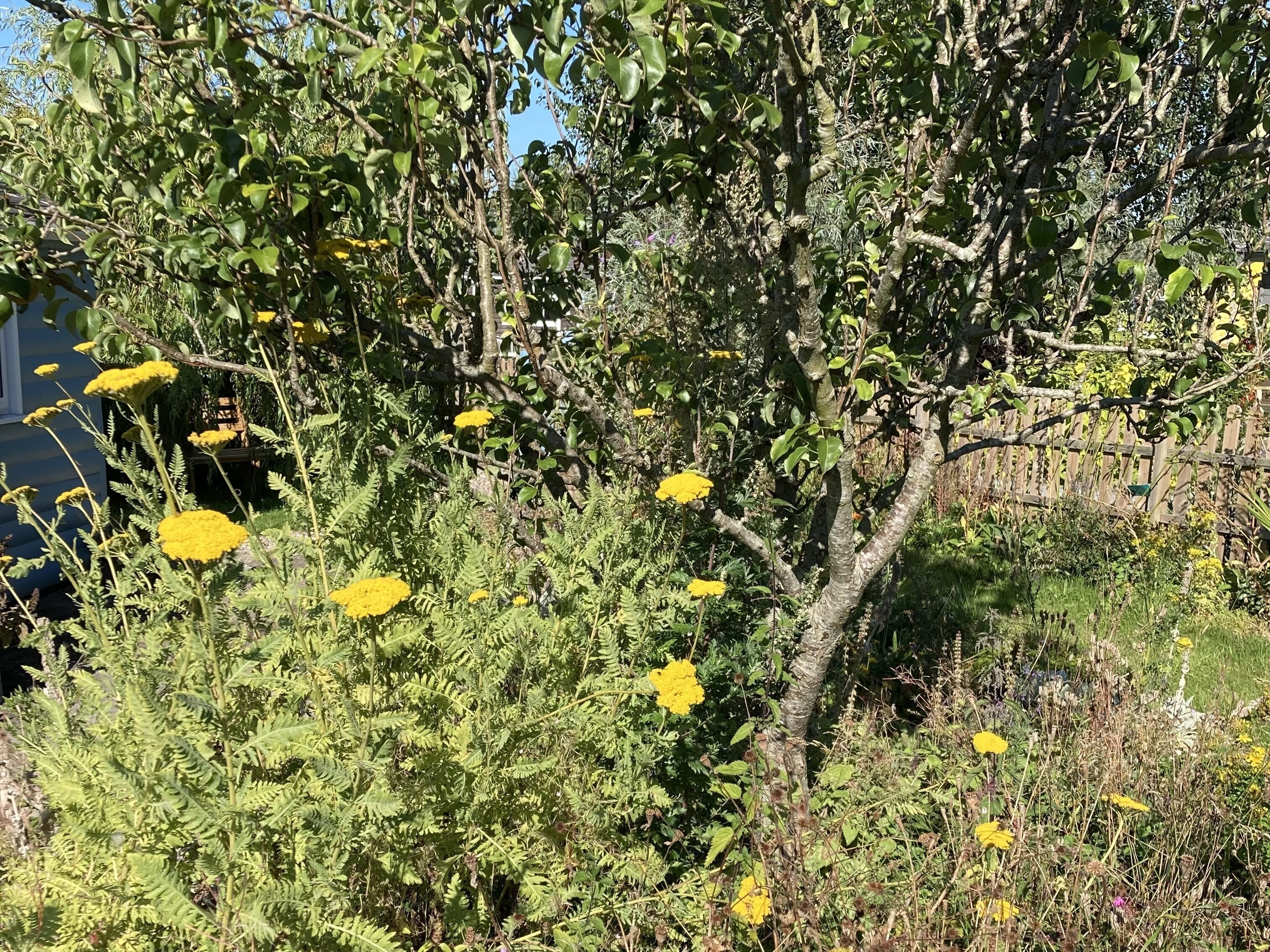 A garden with various plants and yellow flowers.