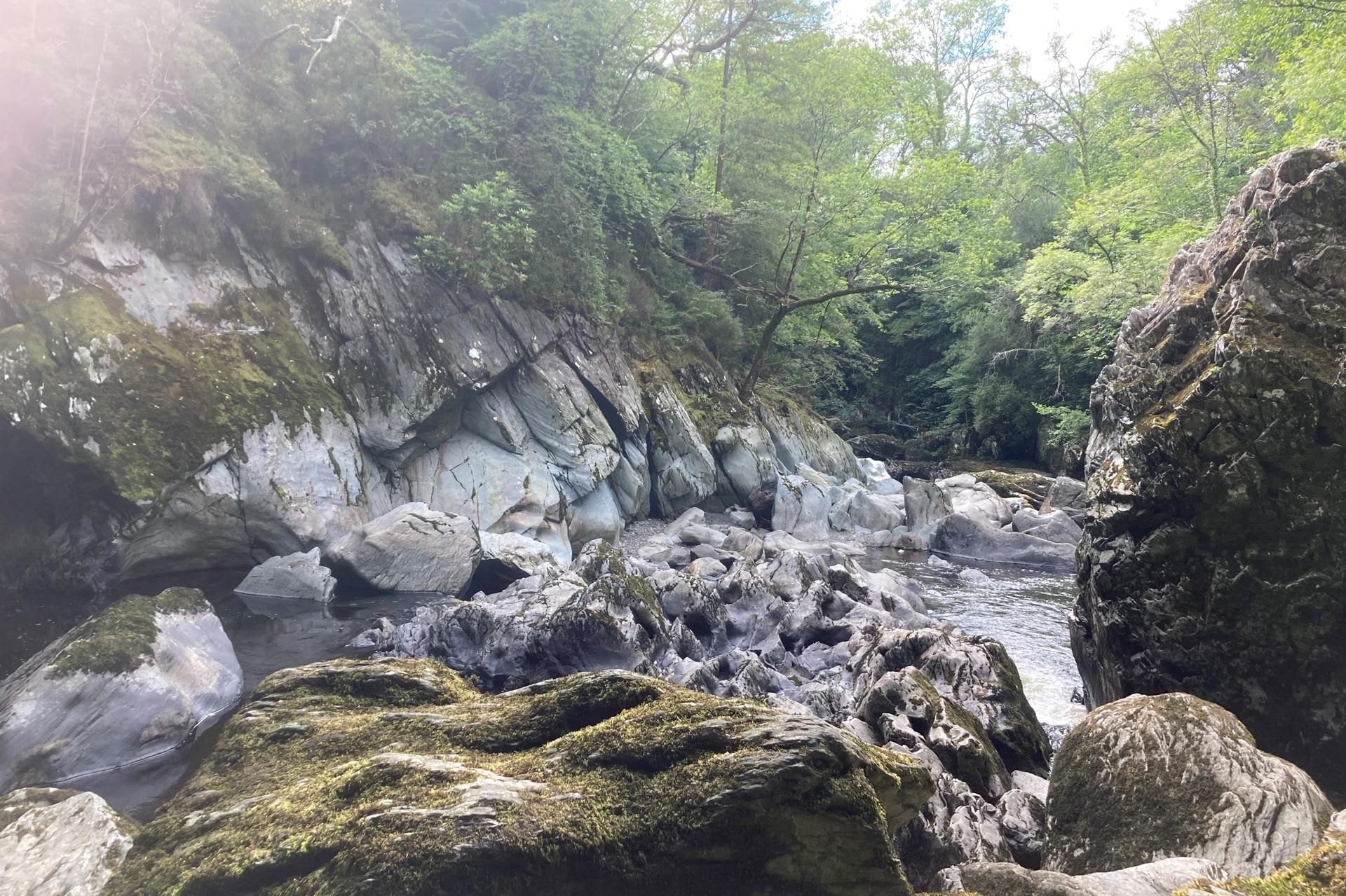 A rocky stream surrounded by dense forest.
