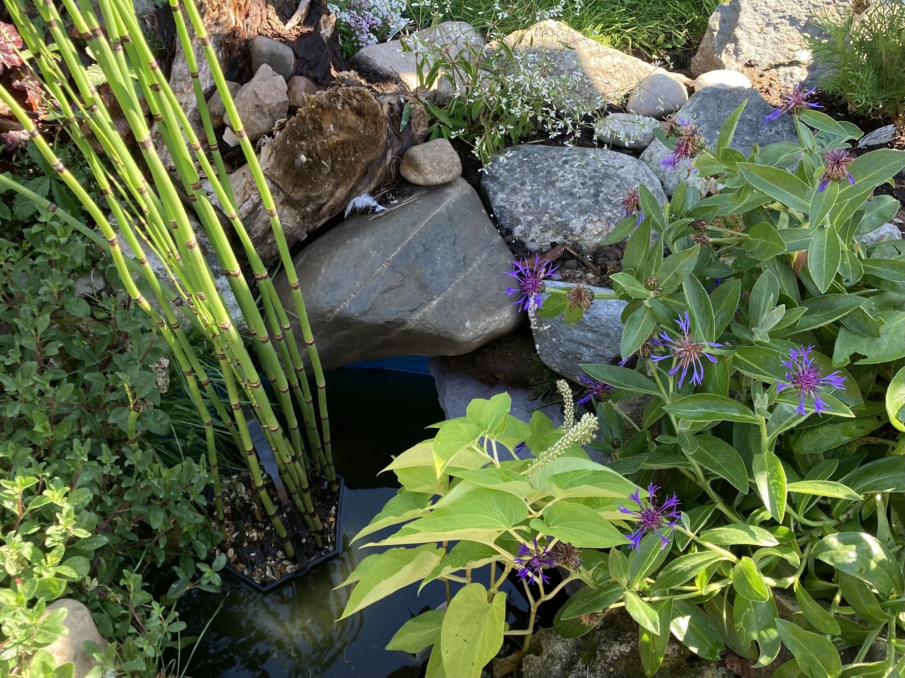 Un jardin agrémenté de bambous, de rochers et de fleurs violettes.