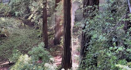 Cozy SF condo near Dolores Park