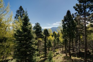 A forested area with tall trees and a mountain in the background. - Home with Great Views of the Angel Fire Ski Mountain and Valley (Angel Fire)