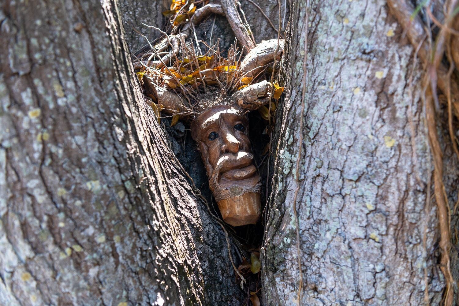 A tree with a carved wooden face peeking out from a hole in the bark.