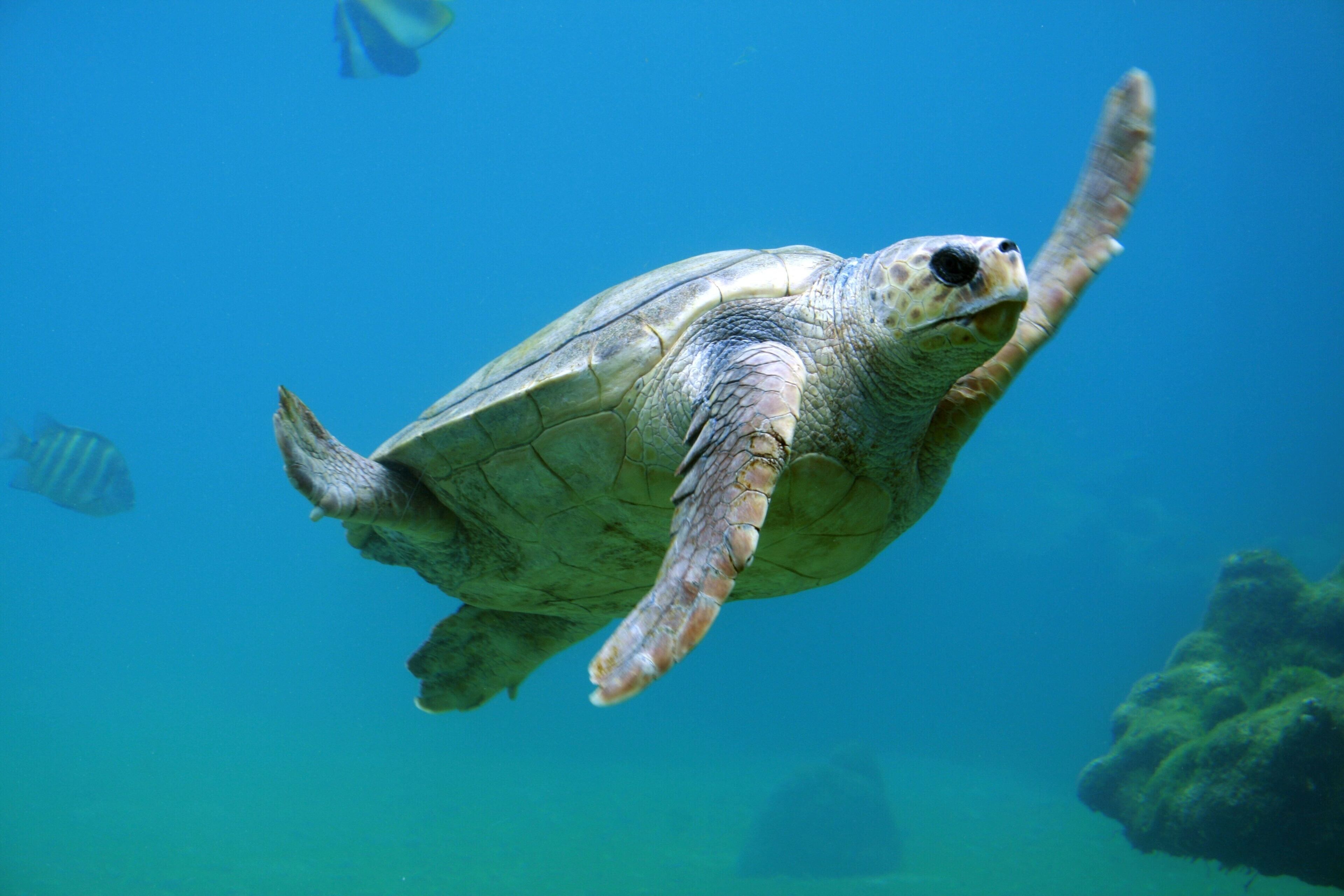 A sea turtle swimming underwater.