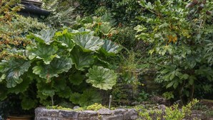 Un mur de pierres agrémenté de diverses plantes, notamment de grandes feuilles et de petits arbustes.