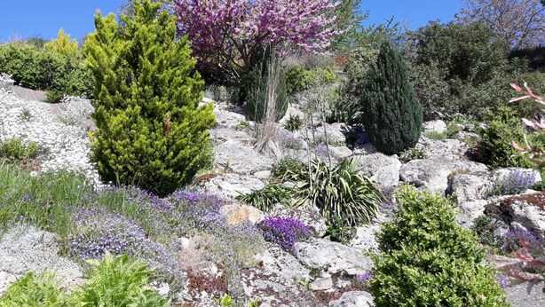 Um jardim arborizado com diversas plantas e uma árvore imponente com flores roxas.