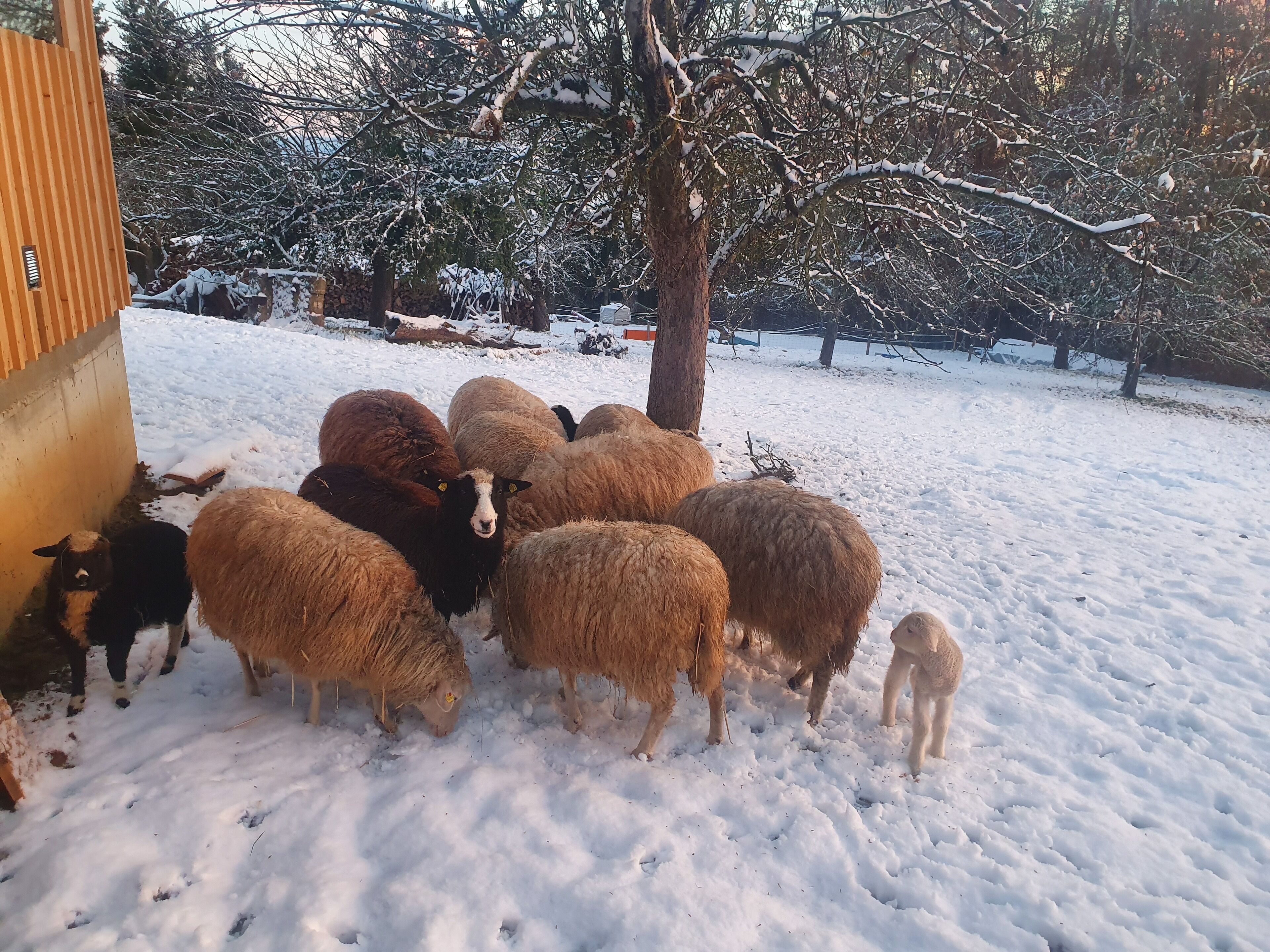 Un grupo de ovejas pastando en un área nevada al aire libre con una estructura de madera cerca.