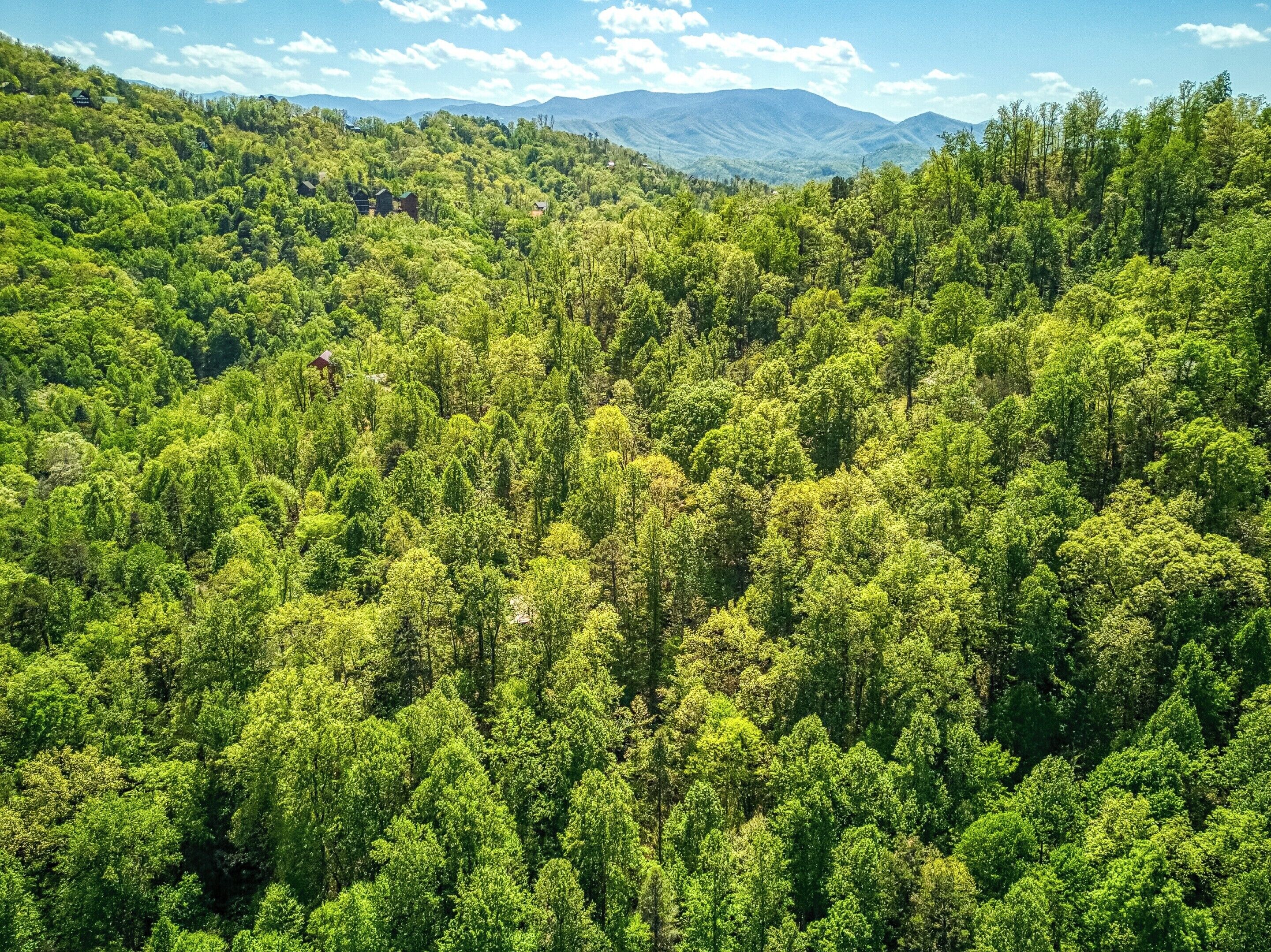 A dense forest with a mountain range in the background.