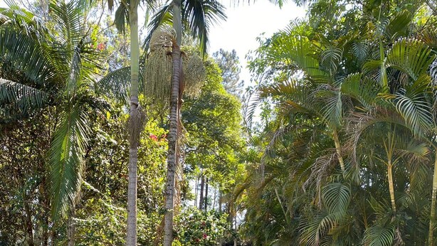 A cobblestone pathway in a tropical garden with palm trees and various plants. - Property with swimming pool, soccer field, Wi-Fi, and a lake with many fish. (Igaratá)