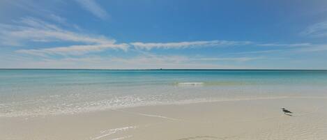 A beach with clear water and a bird on the sand.
