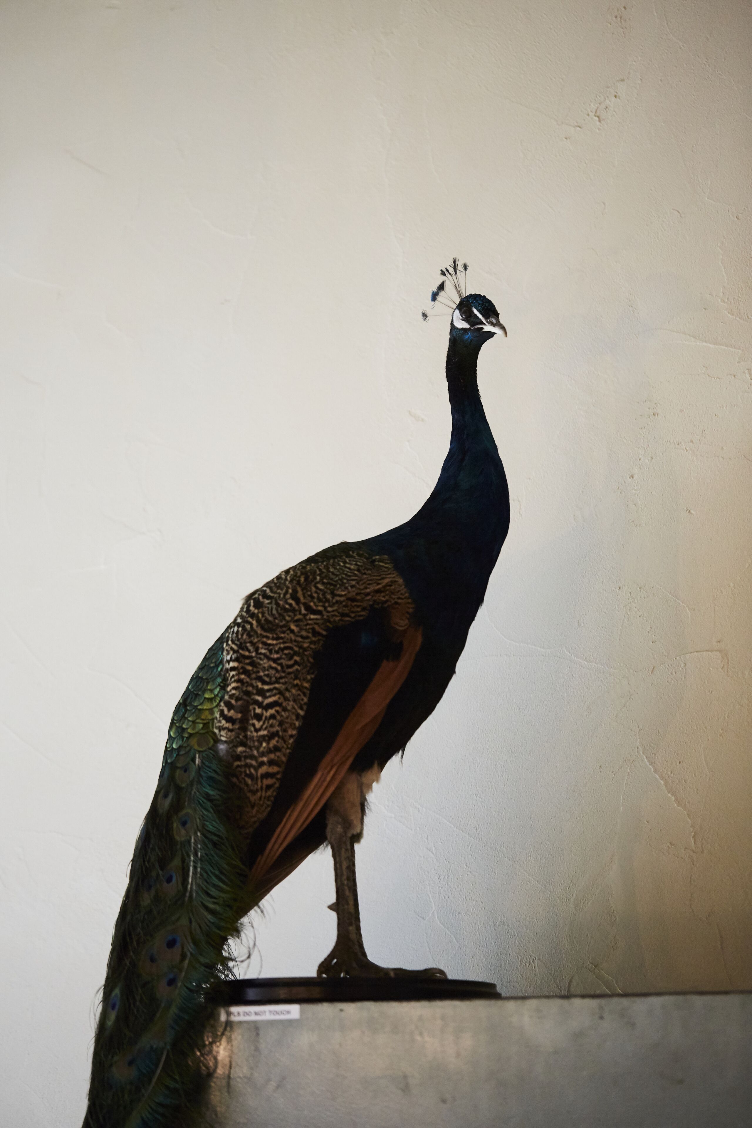 Foto - Chambre d'Amis by Alix