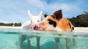Two pigs partially submerged in clear water, with a beach and greenery in the background. - Three Sisters Villa 2 (Mount Thompson)
