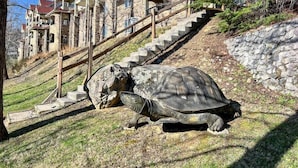 Eine große Schildkröte auf einer grasbewachsenen Böschung mit einer Steinmauer und einer Treppe, die zu einem mehrstöckigen Gebäude mit Balkonen führt.
