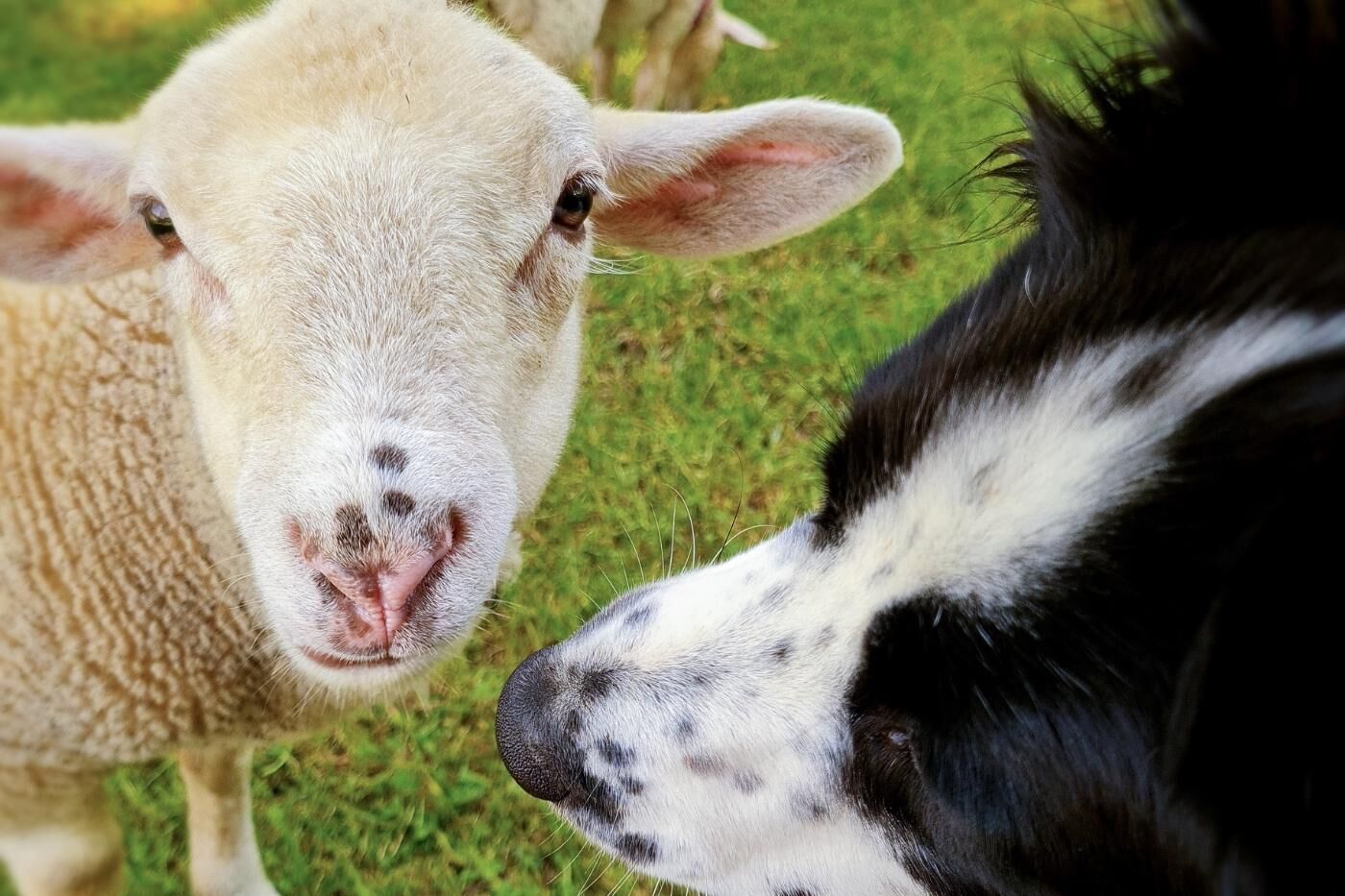 A close-up of a sheep and a dog.