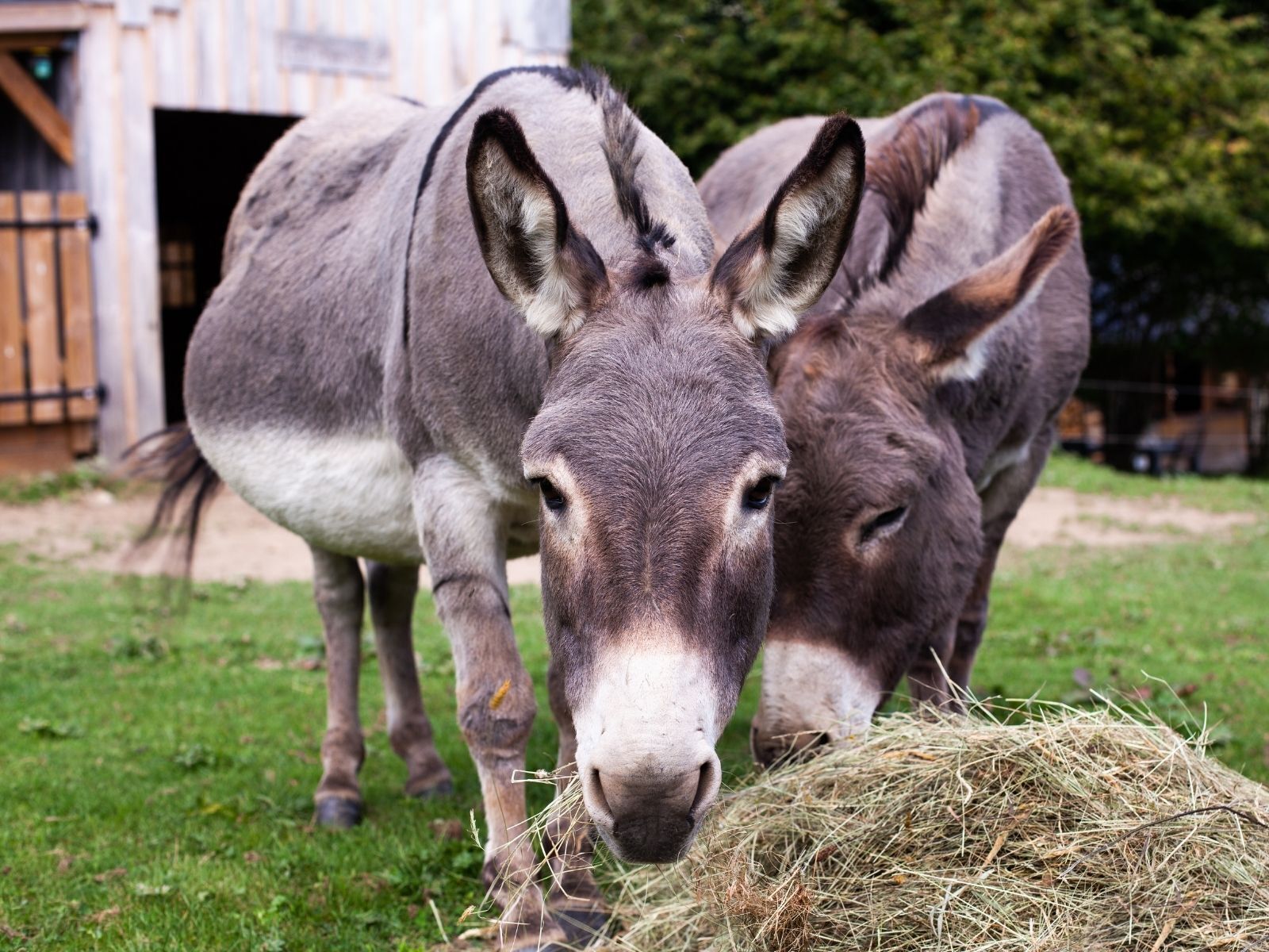 Two donkeys eating hay in a grassy area with a barn in the background.