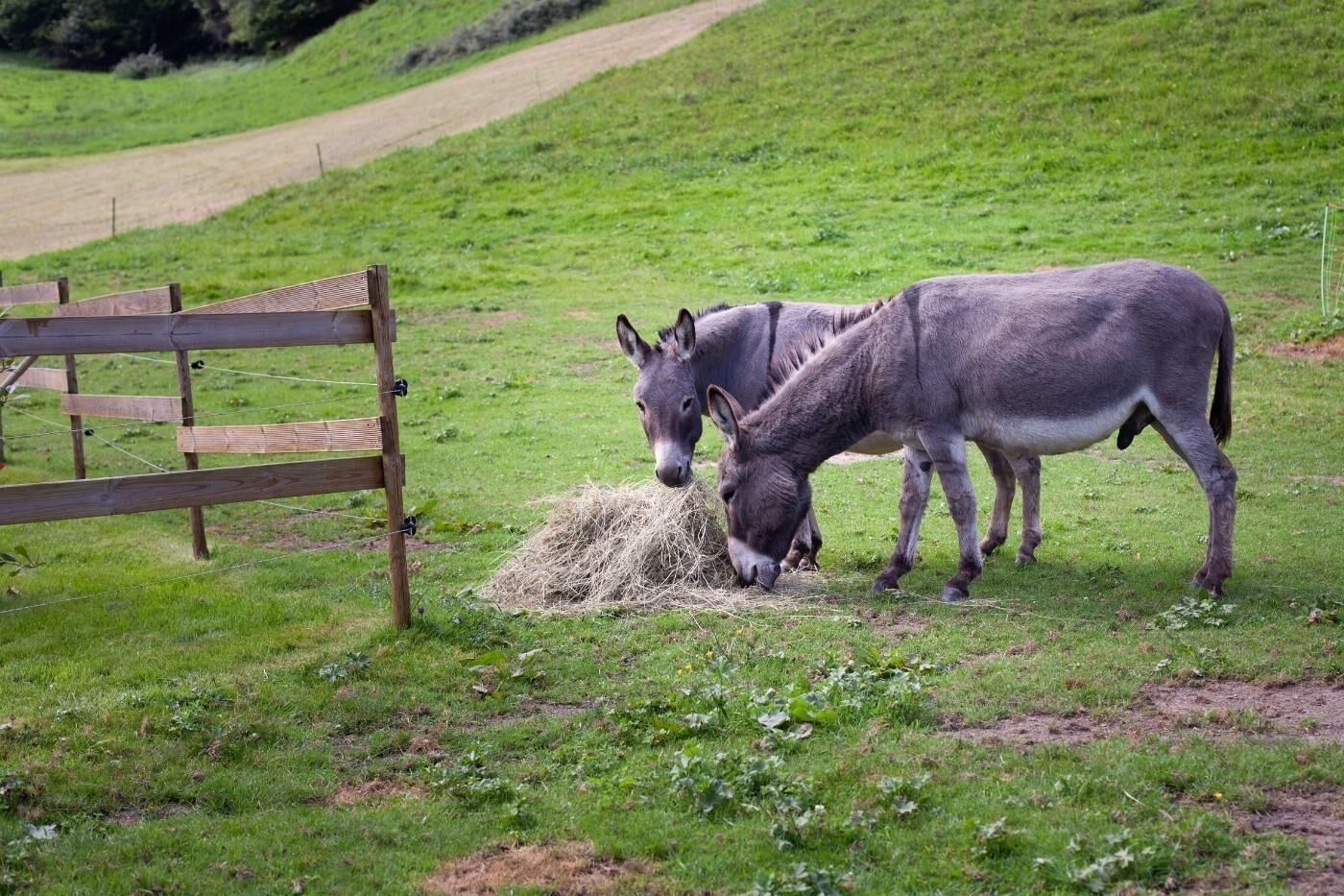 Twee ezels grazen vlakbij een houten omheining in een grasveld.