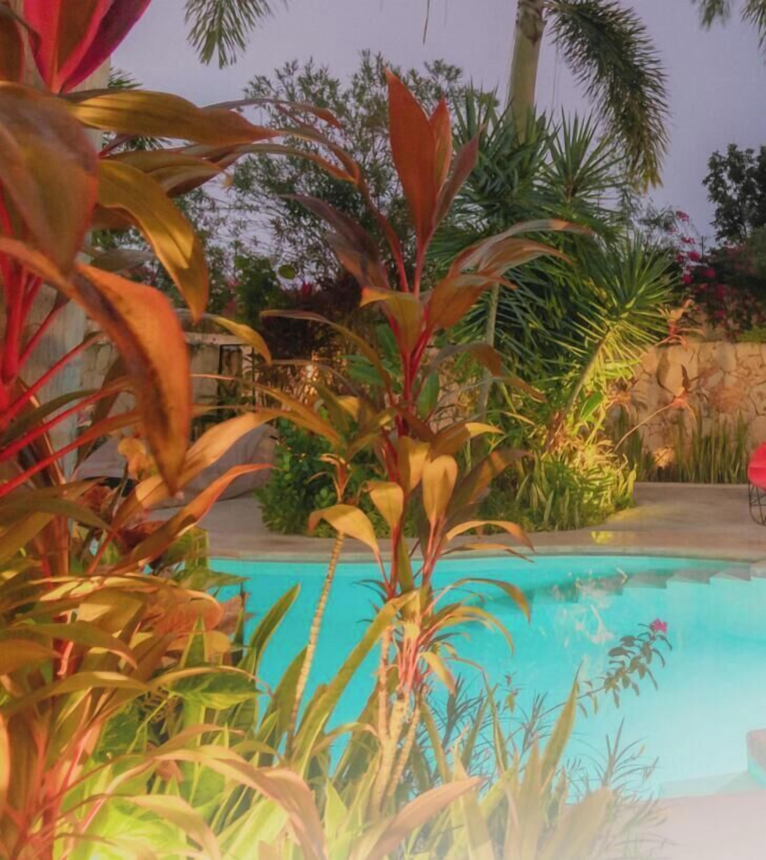 A pool surrounded by tropical plants and palm trees.