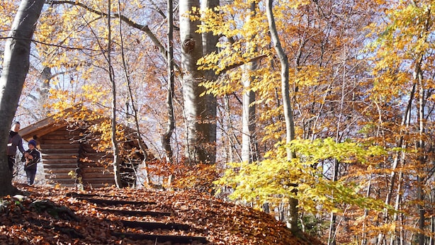 A wooden staircase surrounded by autumn leaves leading to a log cabin.