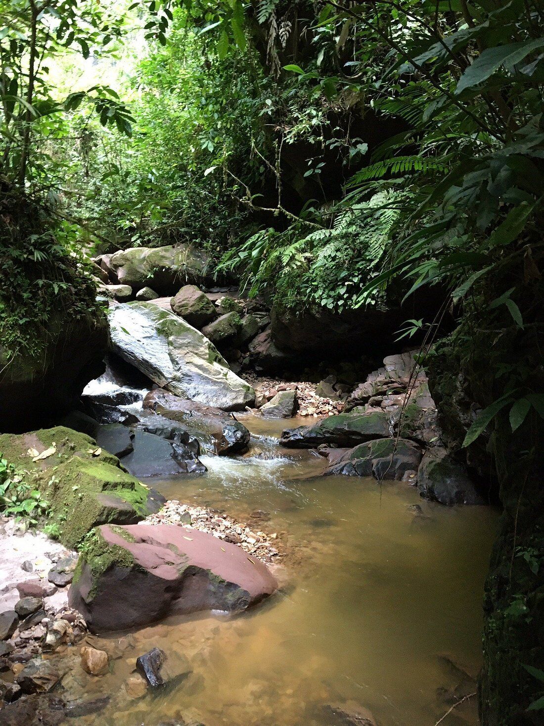 A natural stream with rocks and foliage.