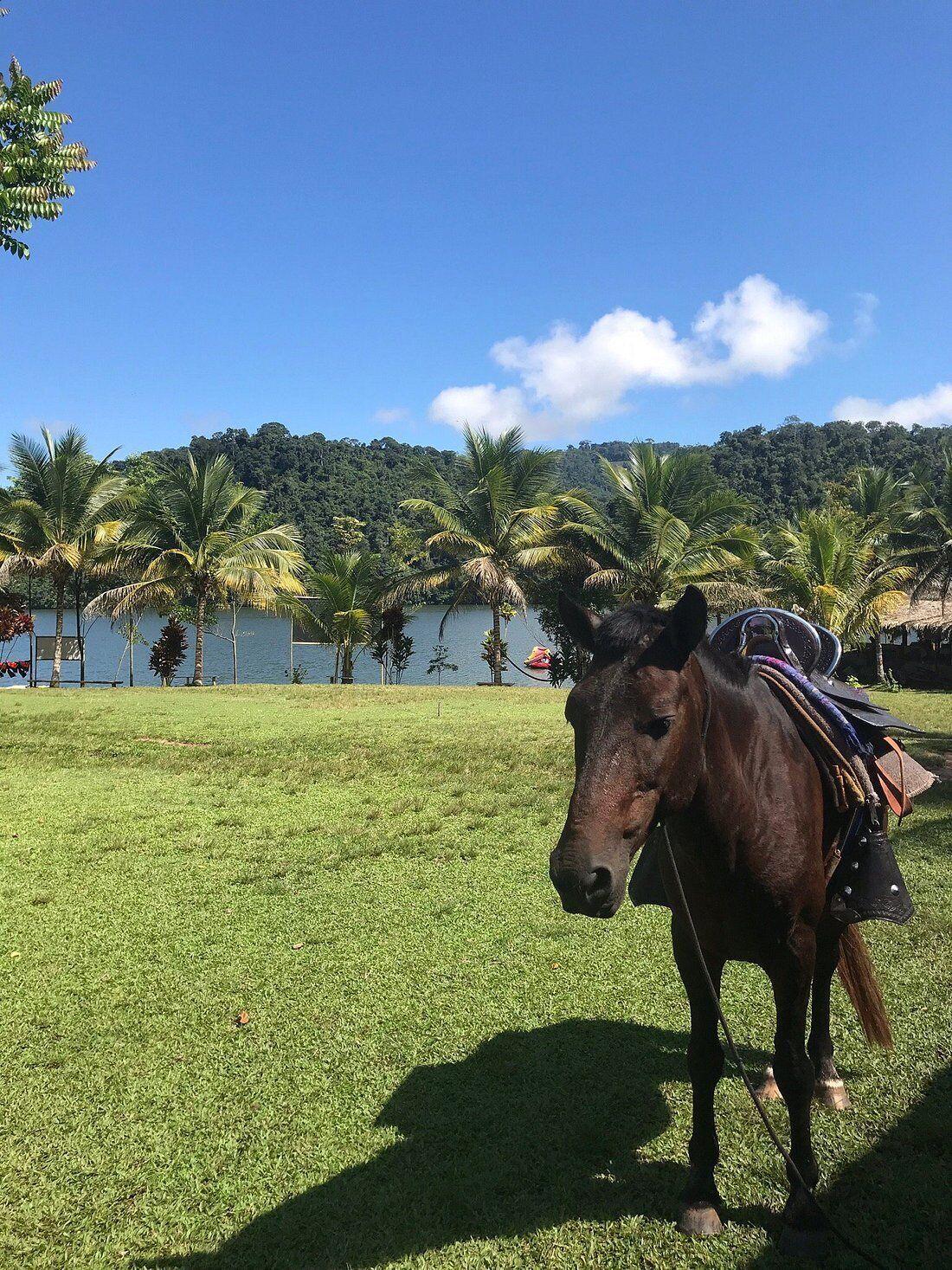 A horse with a saddle in a grassy field with a lake and palm trees in the background.