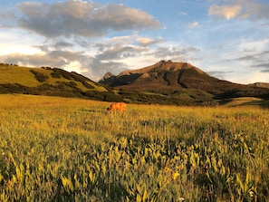 A field with a mountain in the background.