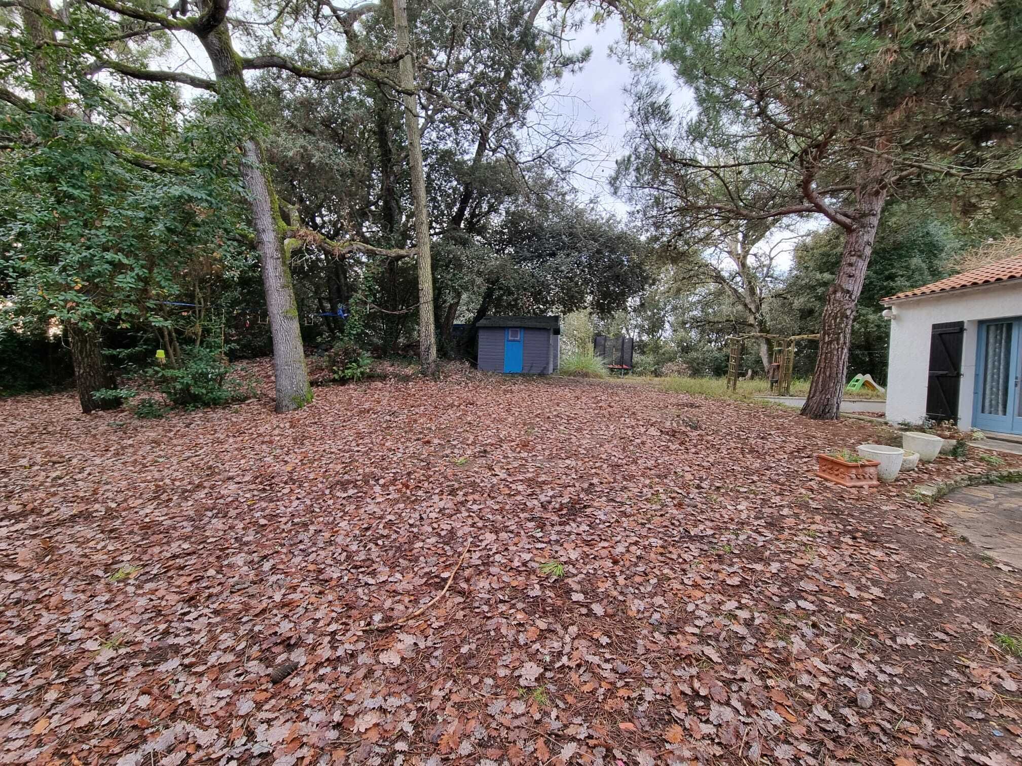 A covered outdoor area with a small blue shed, surrounded by trees and a leaf-covered ground.