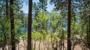 Une zone boisée, avec de grands arbres, et une vue dégagée sur un lac en arrière-plan.