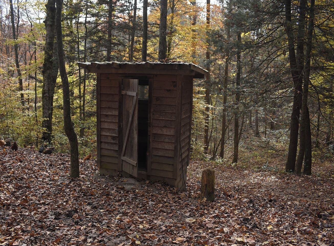 Une petite cabane en bois, dont la porte est ouverte, entourée d’une forêt où les feuilles sont tombées.