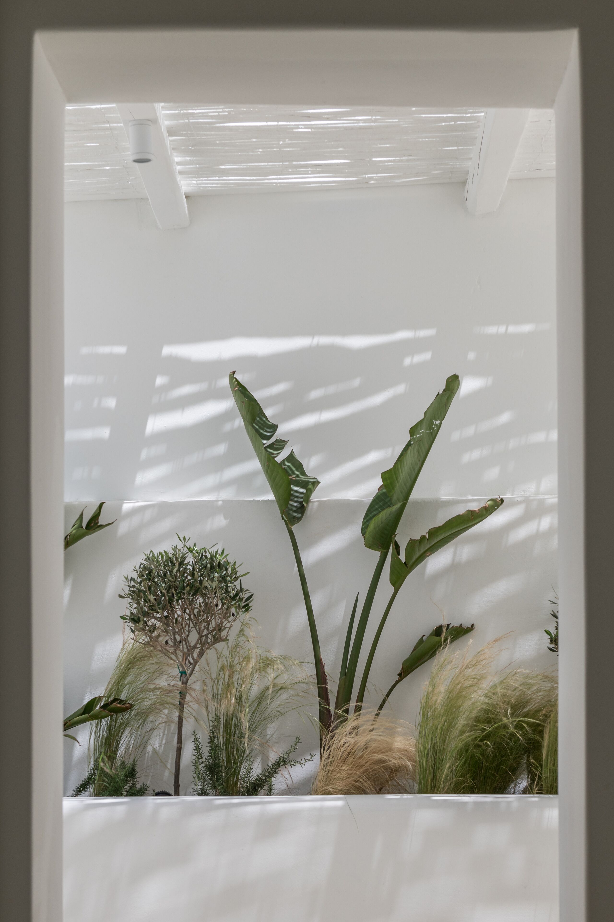 Foto - Arocaria Mykonos