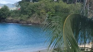 Vista costera con playa, palmeras y una ladera boscosa.