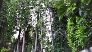 Uma floresta densa com árvores altas e vegetação rasteira espessa.