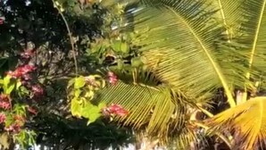 A garden with palm trees, a red bench, and a pathway. - Pousada Vila Rosa (Porto Seguro)