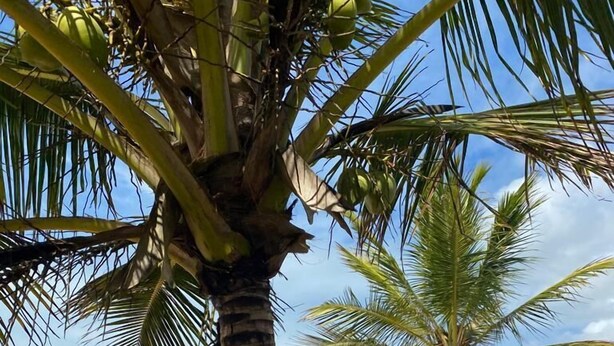A beach with palm trees and a wooden fence. - Pousada Vila Rosa (Porto Seguro)