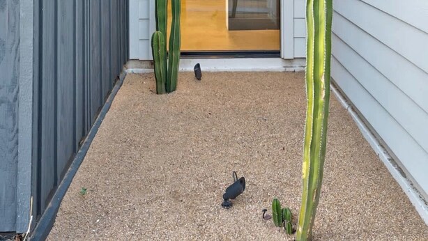Un bâtiment moderne avec une entrée dotée d’une porte en verre, un petit cactus et une caméra de surveillance au niveau du sol.