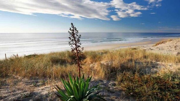 A beach with sand dunes, sparse vegetation, and a clear view of the ocean.