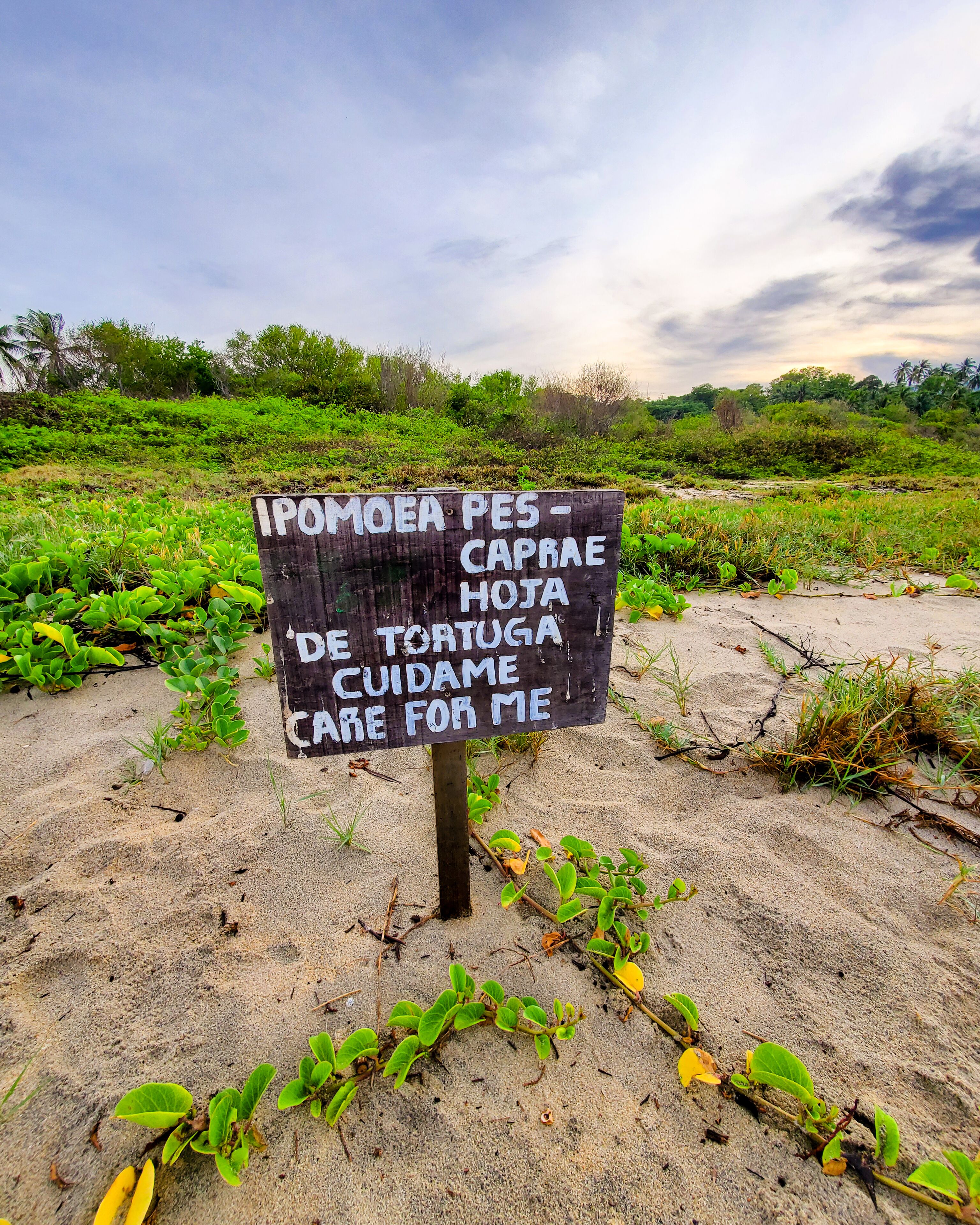 Foto - Hotel Costamar, Puerto Escondido