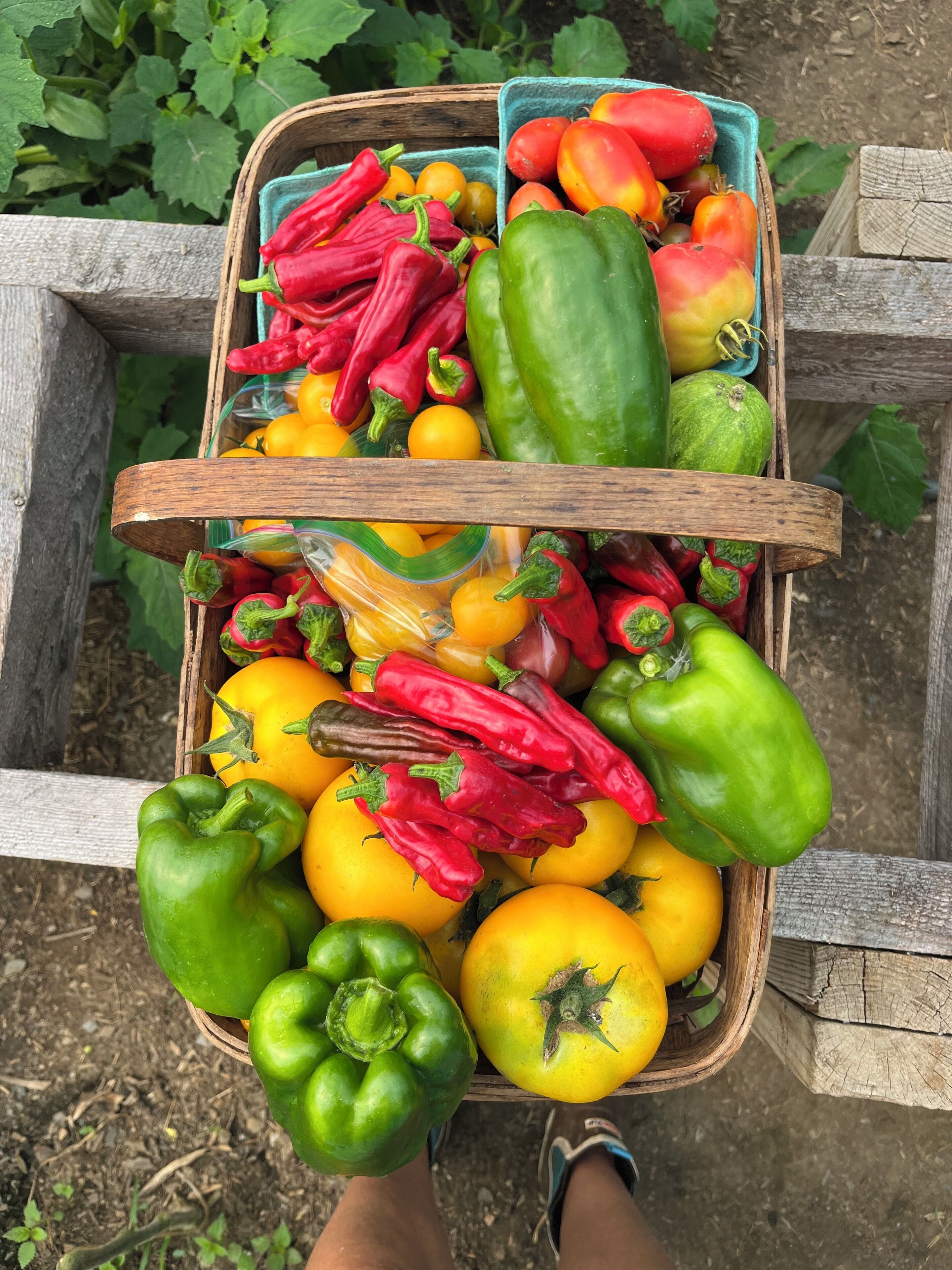 A wooden cart filled with various vegetables including green bell peppers, red peppers, and yellow tomatoes.